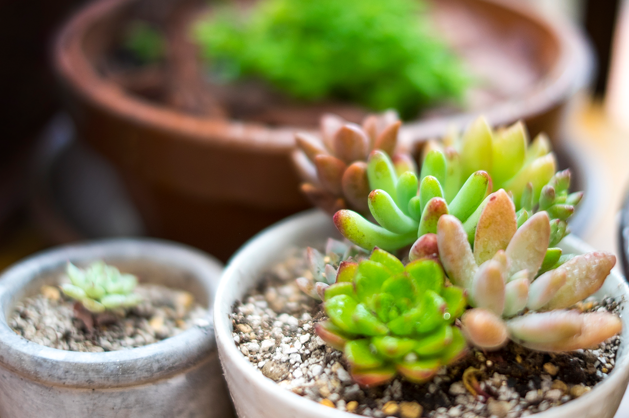 多肉植物のイメージ